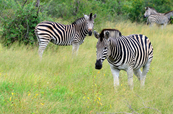 Kruger Park Conference Planning, Booking and Accommodation